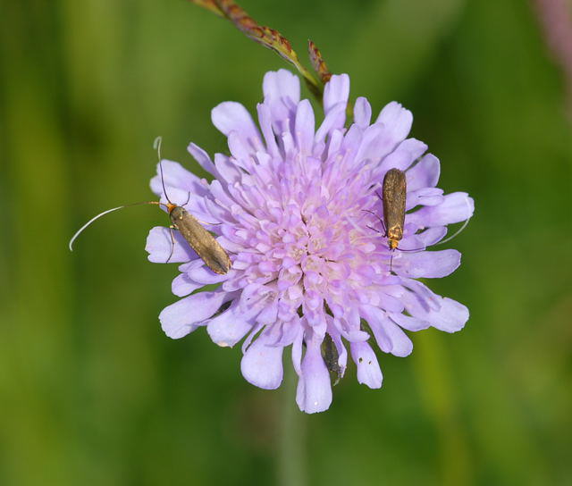 Metallischer Langfhler - Nemophora metallica