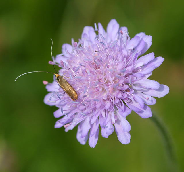 Metallischer Langfhler - Nemophora metallica