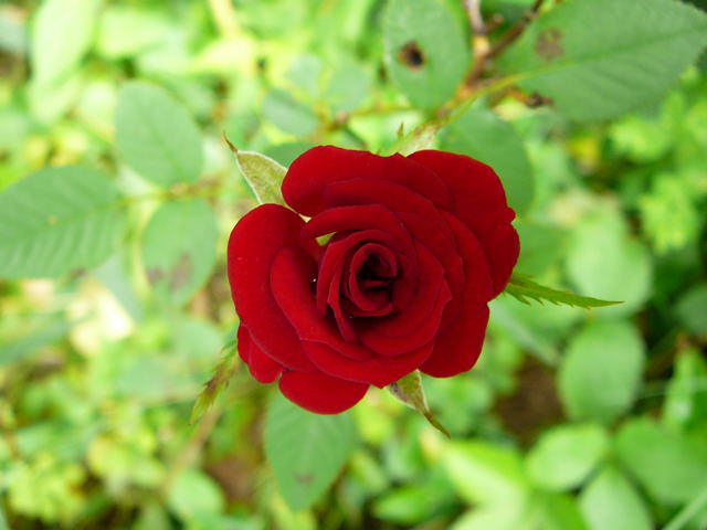 Rose 