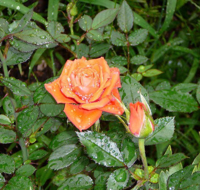 Rose 