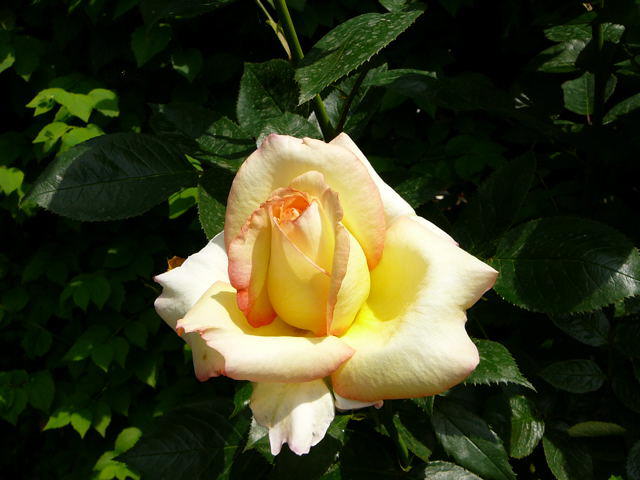 Rose "Sutters Gold"