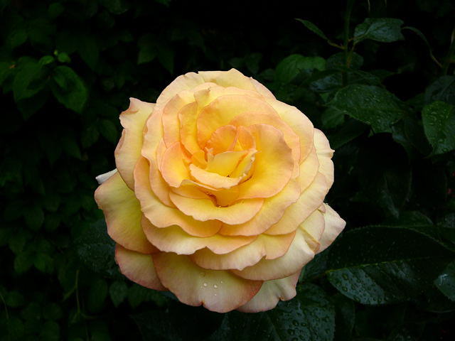 Rose "Sutters Gold"