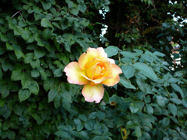 Rose "Sutters Gold"