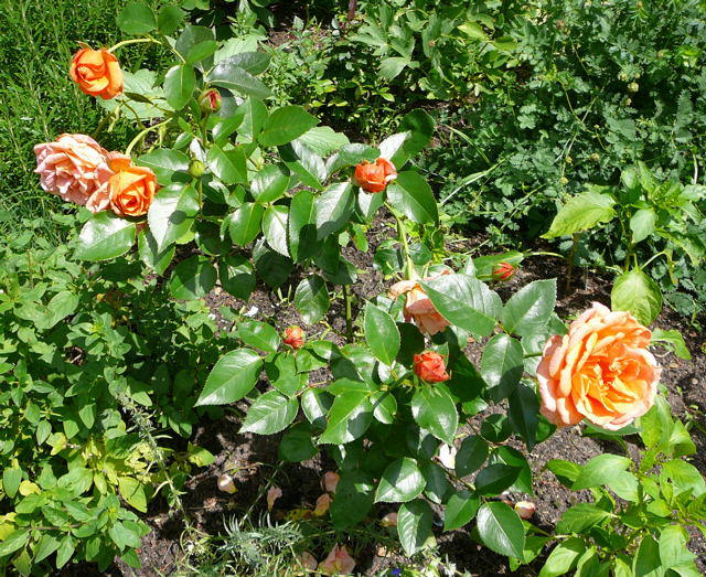 Rose