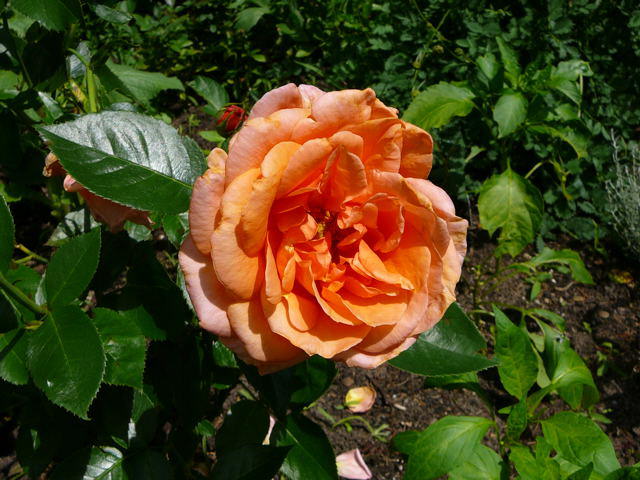 Rose orange, gross, Juni 2007