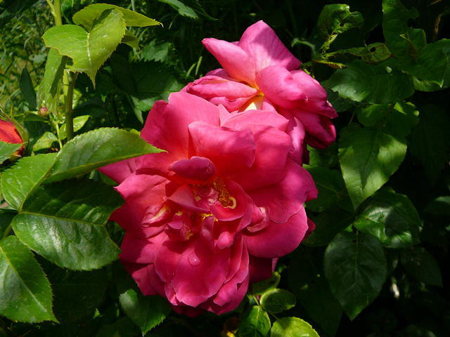 Rose 