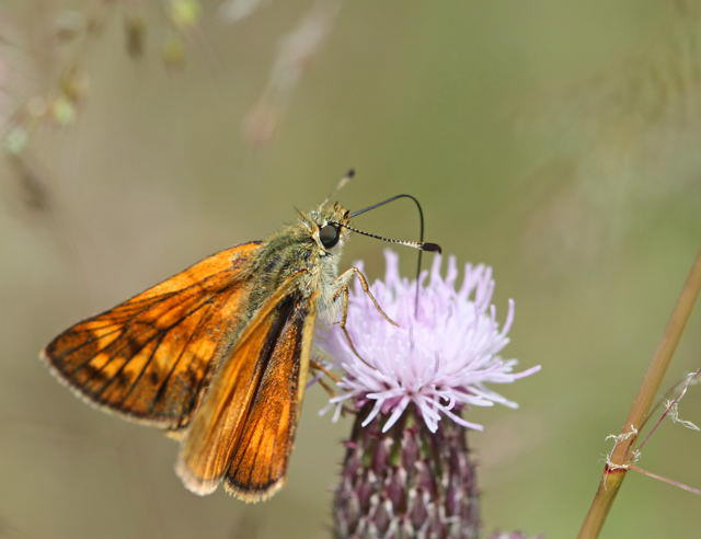 Rostfarbiger Dickkopffalter - Ochlodes sylvanus