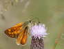 Rostfarbiger Dickkopffalter - Ochlodes sylvanus