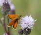 Rostfarbiger Dickkopffalter - Ochlodes sylvanus