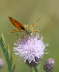 Rostfarbiger Dickkopffalter - Ochlodes sylvanus