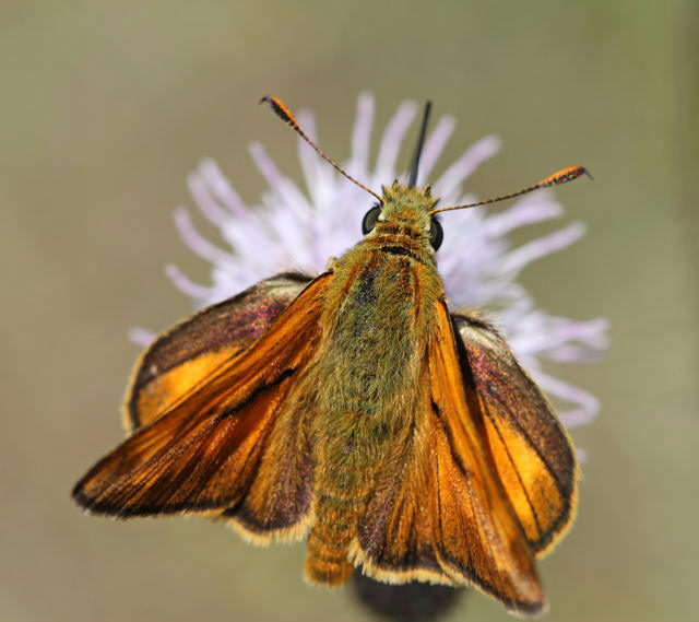 Rostfarbiger Dickkopffalter - Ochlodes sylvanus