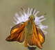 Rostfarbiger Dickkopffalter - Ochlodes sylvanus