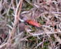 Rothalsbock, Weibchen - Leptura rubra