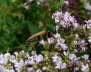 Rothalsbock, Mnnchen - Leptura rubra