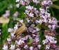 Rothalsbock, Mnnchen - Leptura rubra
