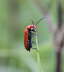 Rotkpfiger Feuerkfer - Pyrochroa serraticornis