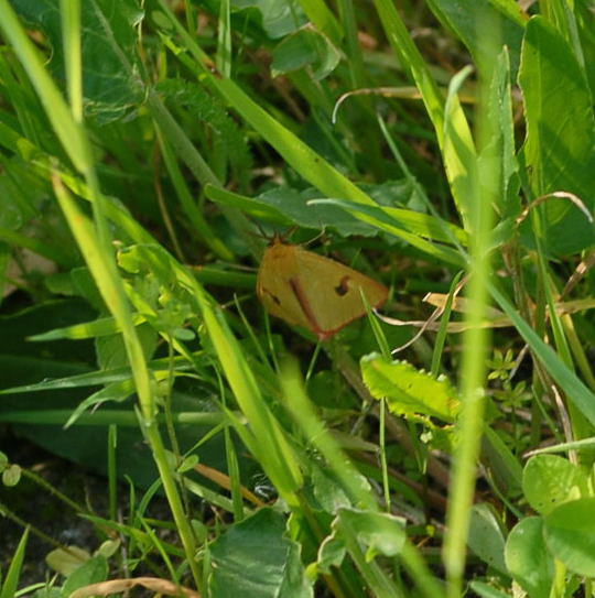 Rotrandbr - Diacrisia sannio 
