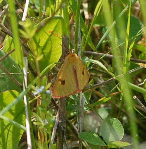 Rotrandbr - Diacrisia sannio 