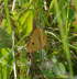 Rotrandbr - Diacrisia sannio 