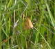 Rotrandbr - Diacrisia sannio 