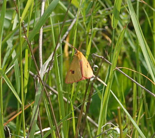 Rotrandbr - Diacrisia sannio 