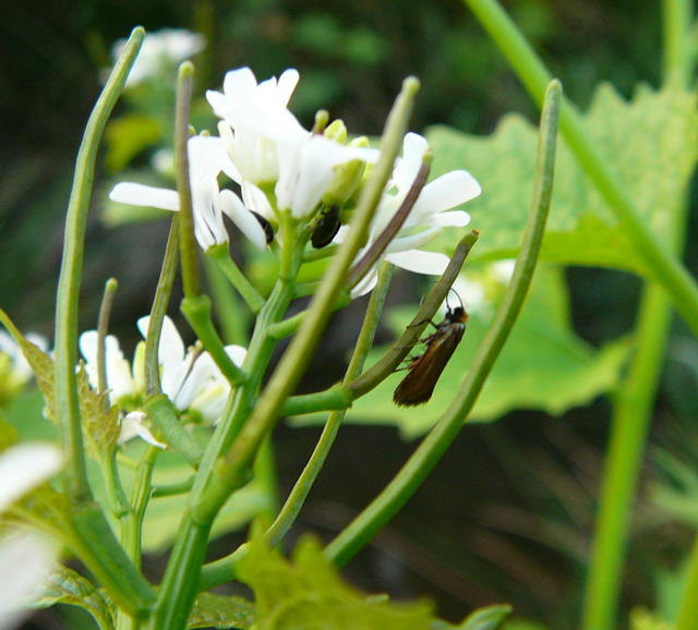 Rotsilberne Langhornmotte - Cauchas rufimitrella