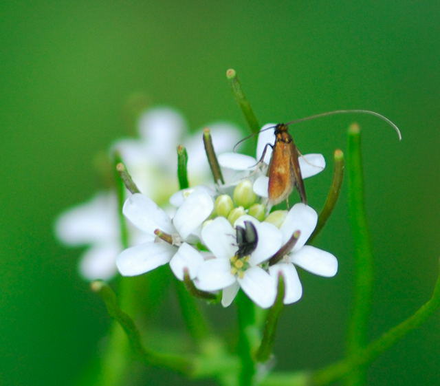 Rotsilberne Langhornmotte - Cauchas rufimitrella