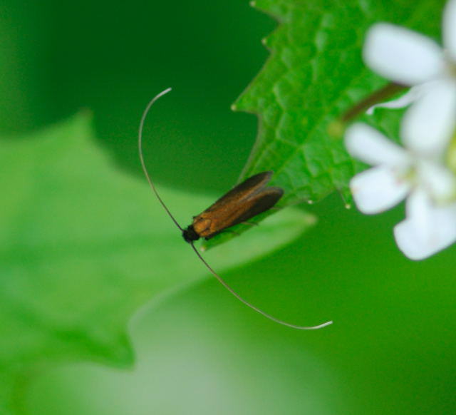 Rotsilberne Langhornmotte - Cauchas rufimitrella 