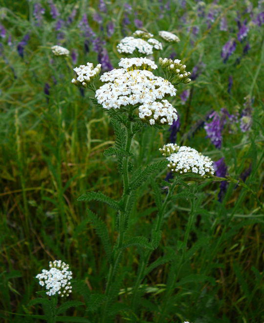 Gemeine Schafgarbe - Achillea millefolium