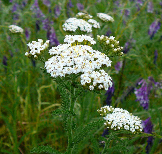 Gemeine Schafgarbe - Achillea millefolium
