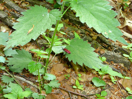 Scharlachroter Feuerkfer - Pyrochroa coccinea