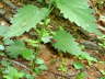 Scharlachroter Feuerkfer - Pyrochroa coccinea