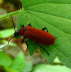 Scharlachroter Feuerkfer - Pyrochroa coccinea