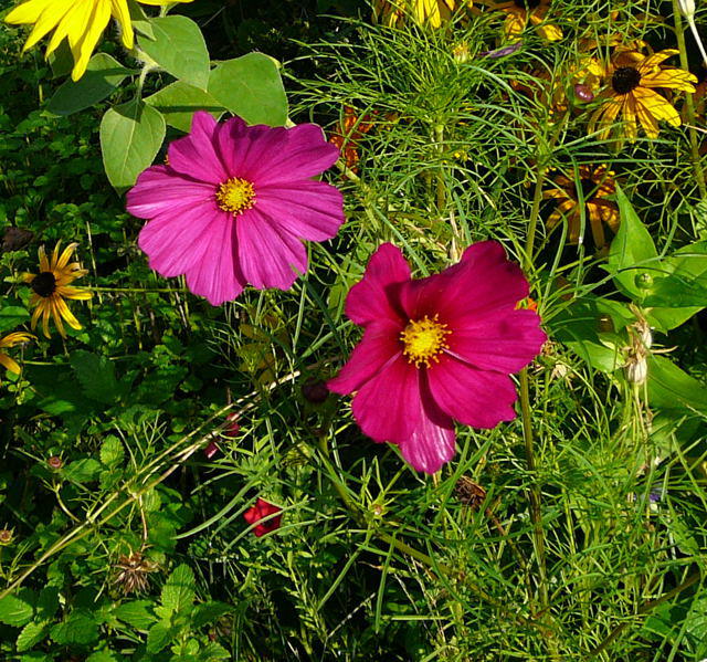 Schmuckkrbchen - Cosmos bipinnatus