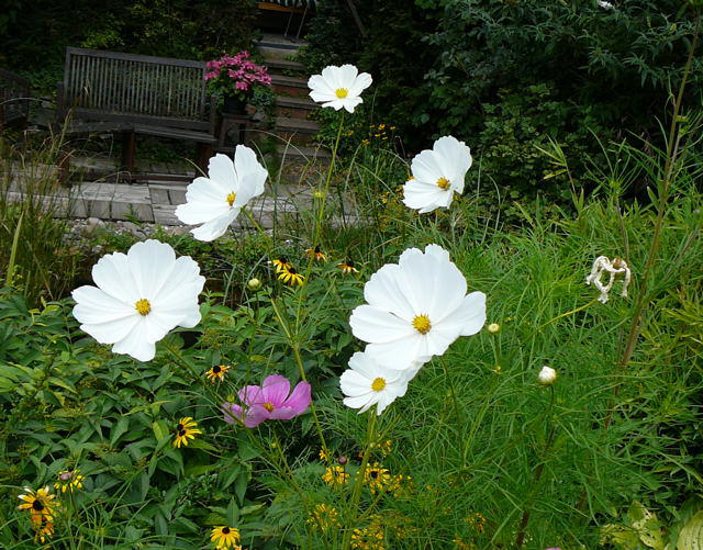 Schmuckkrbchen - Cosmos bipinnatus