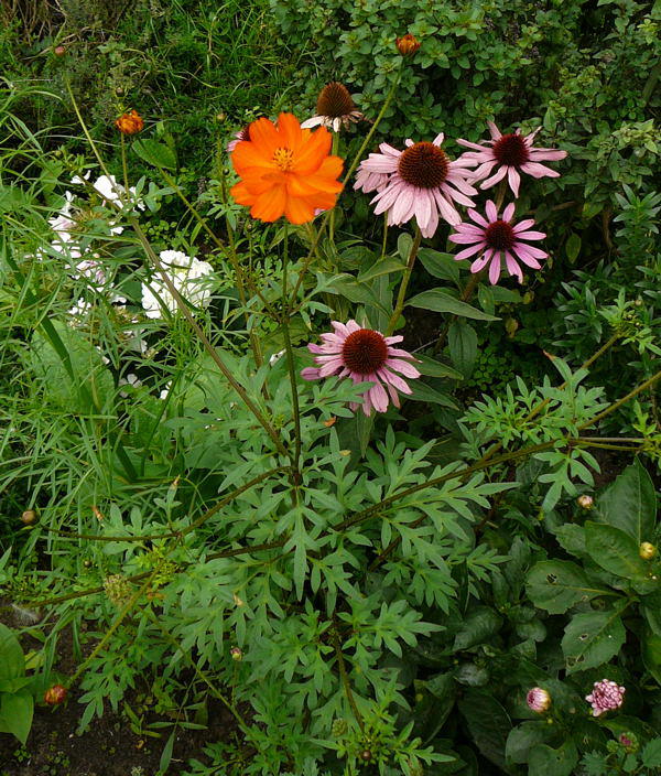 Schwefelcosmee - Cosmos sulphureus