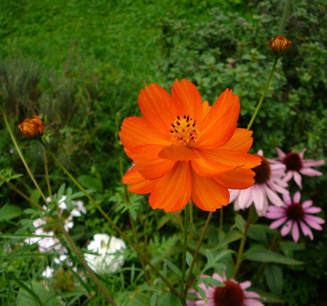 Schwefelcosmee - Cosmos sulphureus 