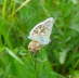 Silbergrner Bluling - Polyommatus coridon