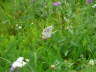 Silbergrner Bluling - Polyommatus coridon