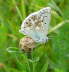 Silbergrner Bluling - Polyommatus coridon