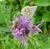 Silbergrner Bluling - Polyommatus coridon