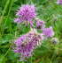 Skabiosen-Flockenblume - Centaurea scabiosa