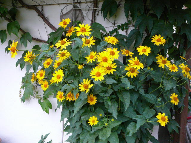 Sonnenauge - Heliopsis helianthoides