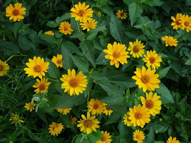 Sonnenauge - Heliopsis helianthoides
