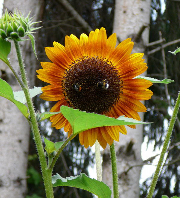 Sonnenblume - Helianthus annuus