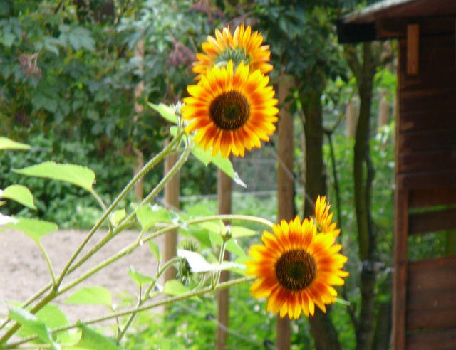 Sonnenblume - Helianthus annuus