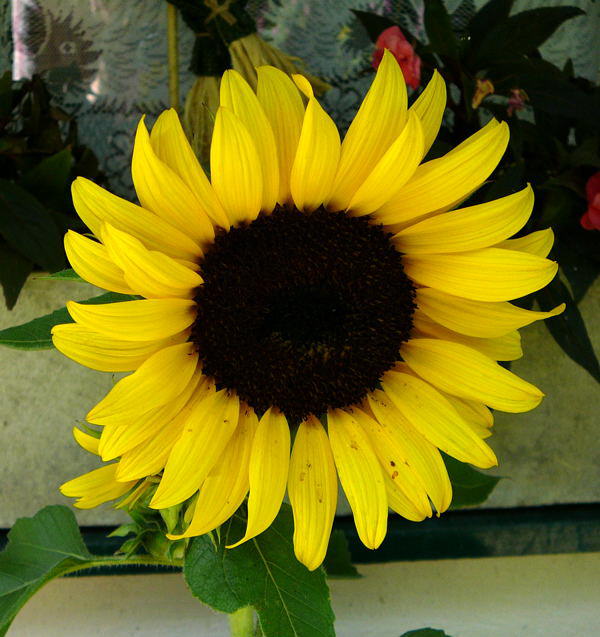 Sonnenblume - Helianthus annuus