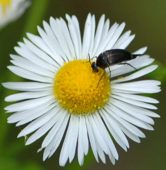 Stachelkfer 