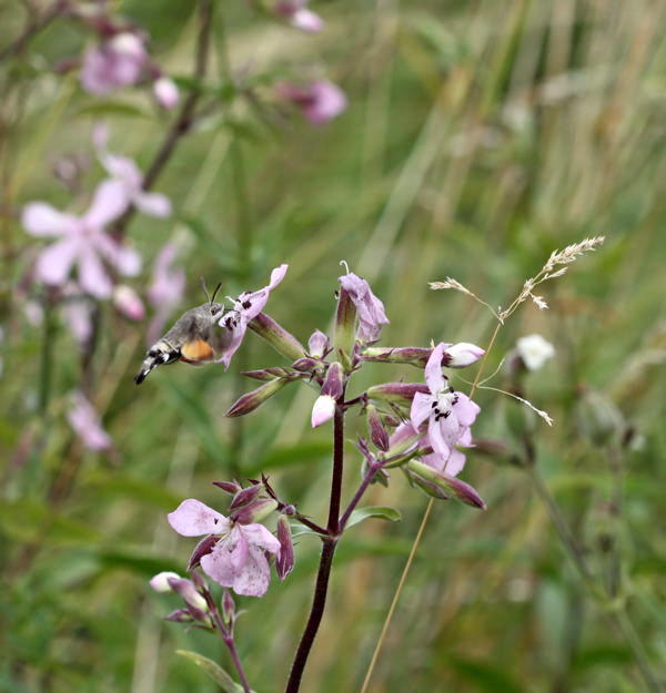 Taubenschwnzchen - Macroglossum stellatarum