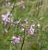 Taubenschwnzchen - Macroglossum stellatarum